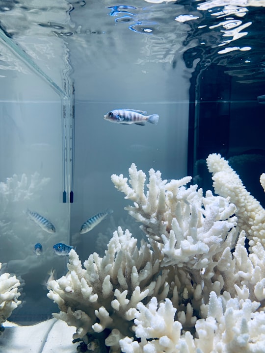 school of fish in fish tank in Da Nang Vietnam