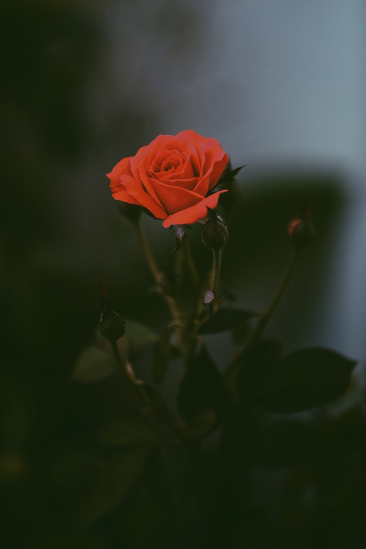 Roses Of Hope