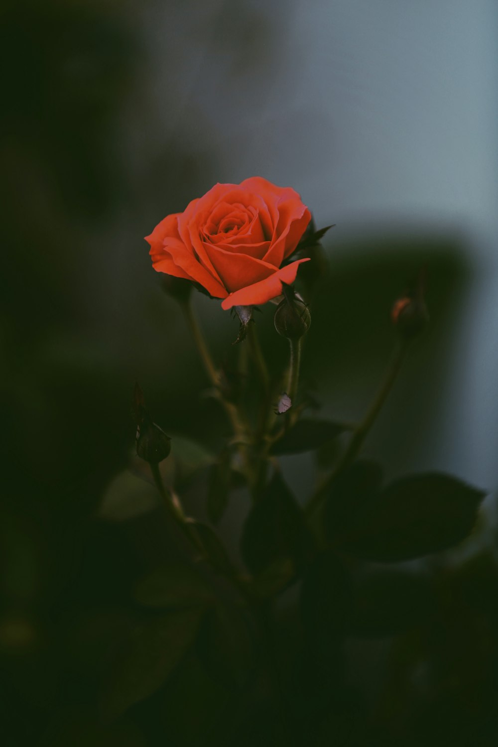 red rose in close up photography