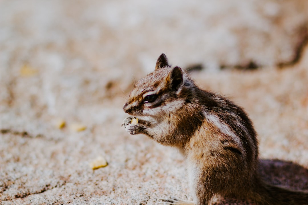 brown and white squirrel on brown ground during daytime