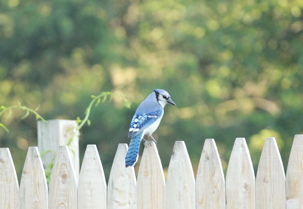 blue and white bird on white wooden fence during daytime
