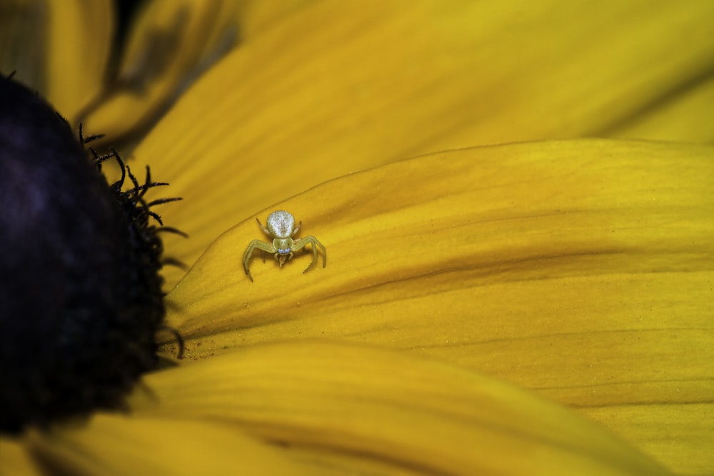 yellow sunflower with water droplets