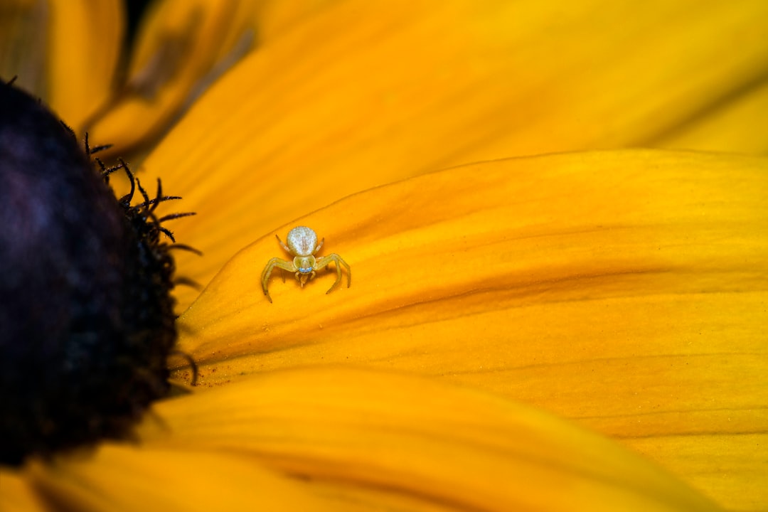 yellow sunflower with water droplets