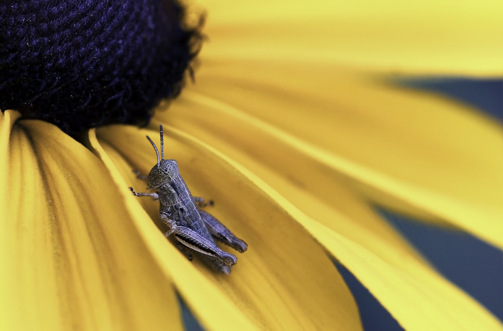 brown grasshopper on yellow sunflower