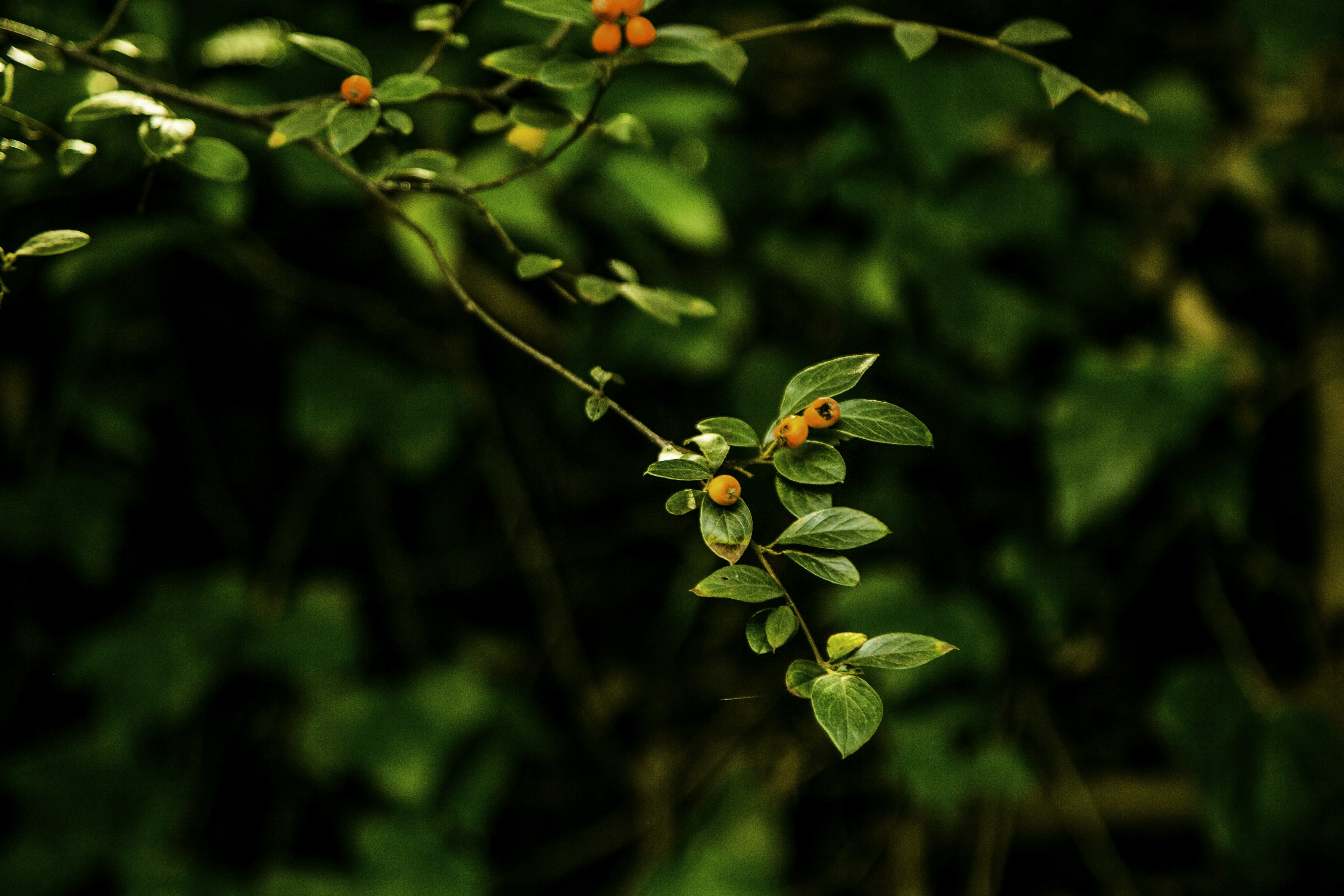 Photo by colorbyibanks