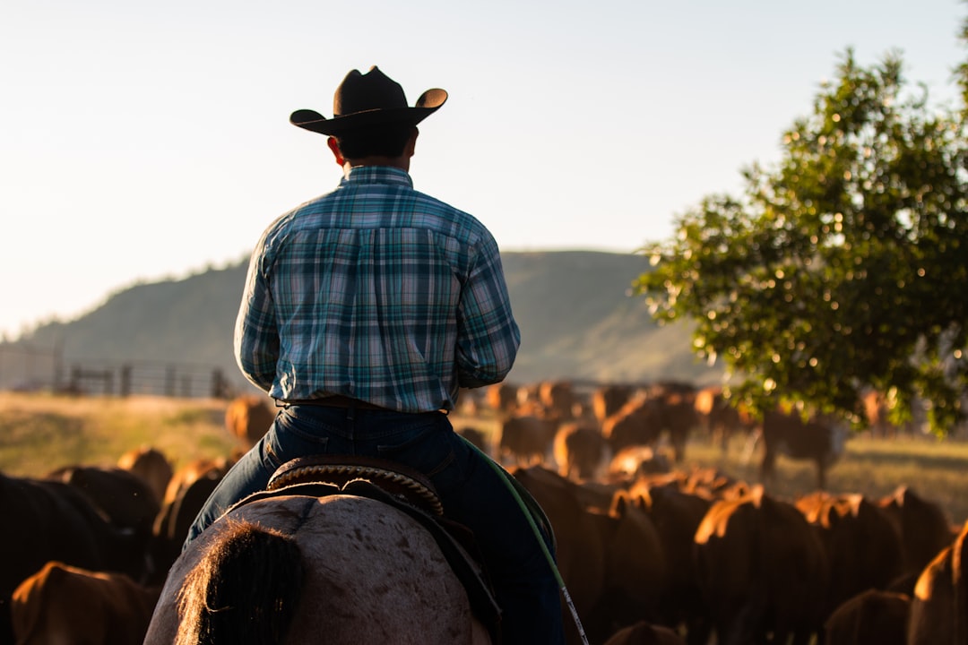 man in blue and white plaid dress shirt and brown cowboy hat sitting on brown horse