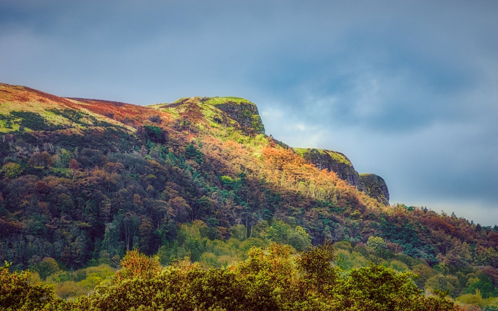 green and brown trees under white clouds during daytime