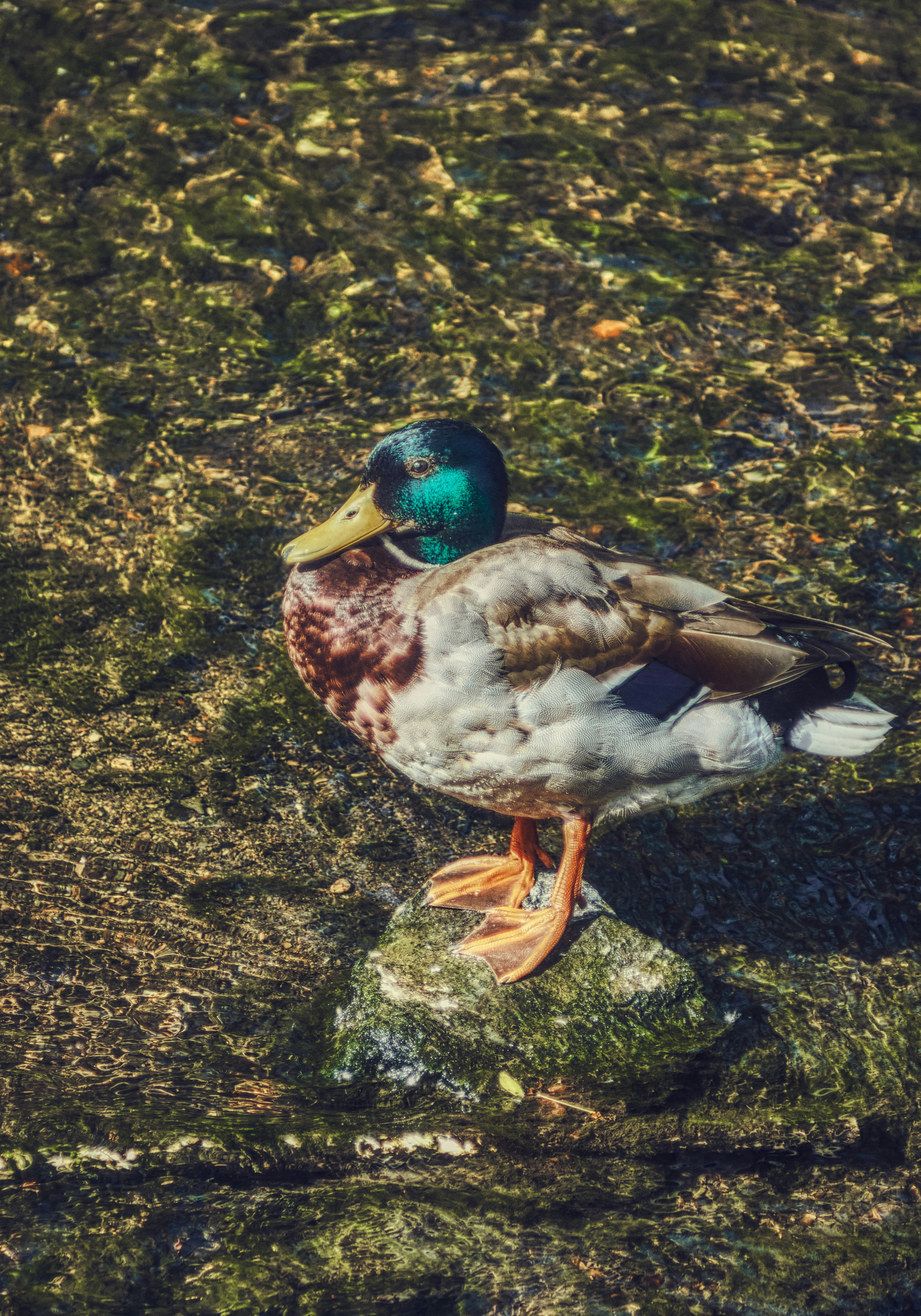 mallard duck on brown and green leaves