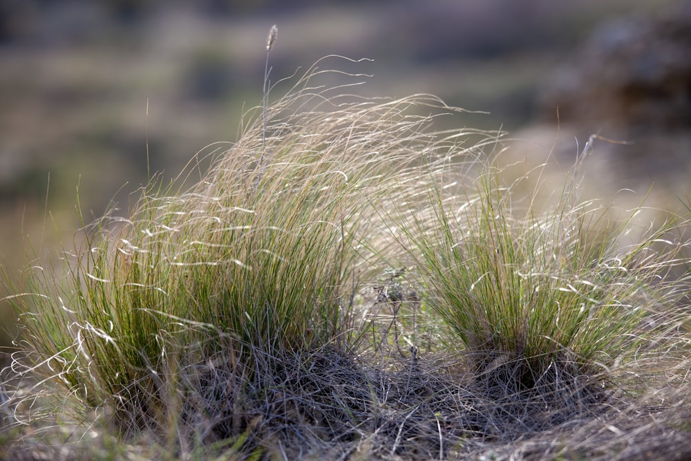 green grass field during daytime