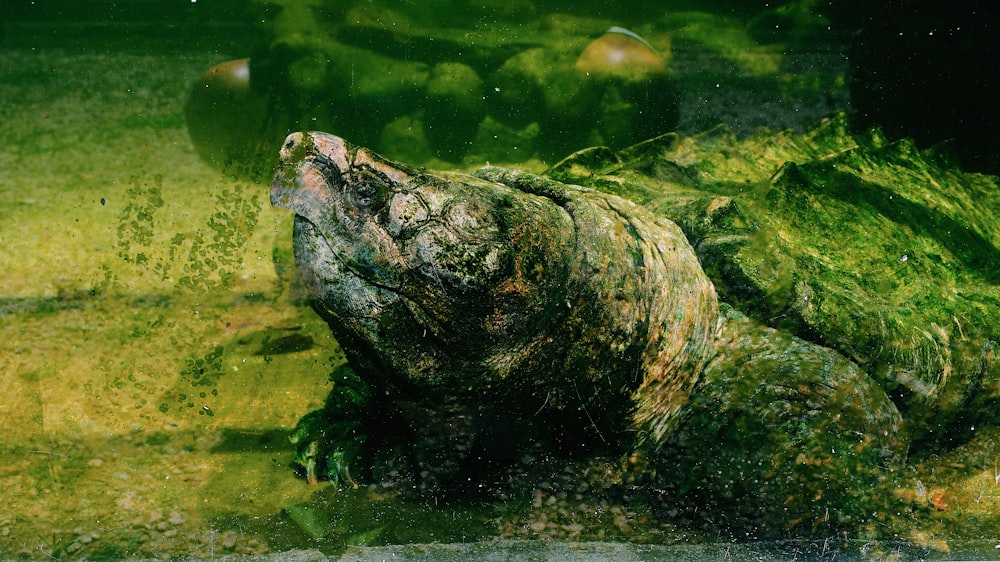 brown and black frog on water