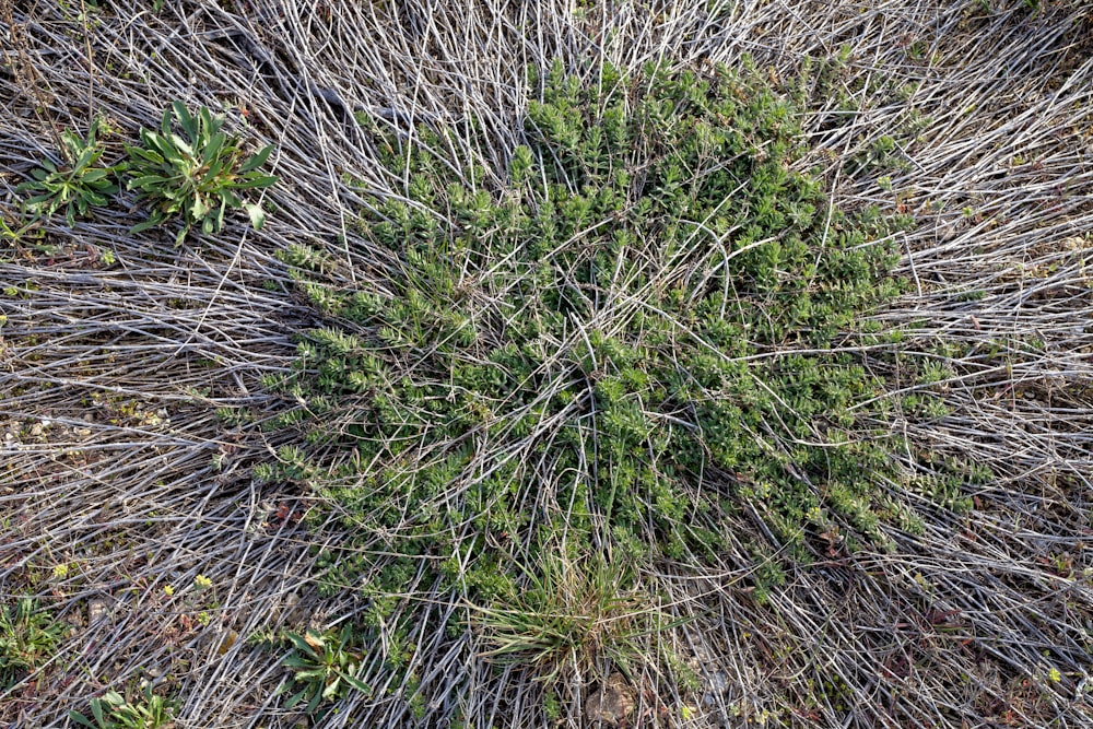 green grass on brown soil