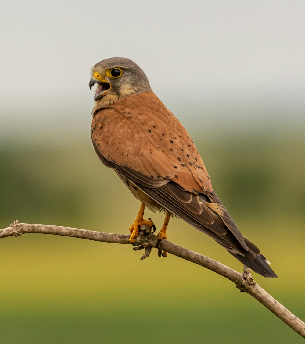 Brauner Vogel sitzt auf Ast