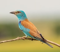 blue and brown bird on brown tree branch