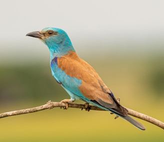 blue and brown bird on brown tree branch