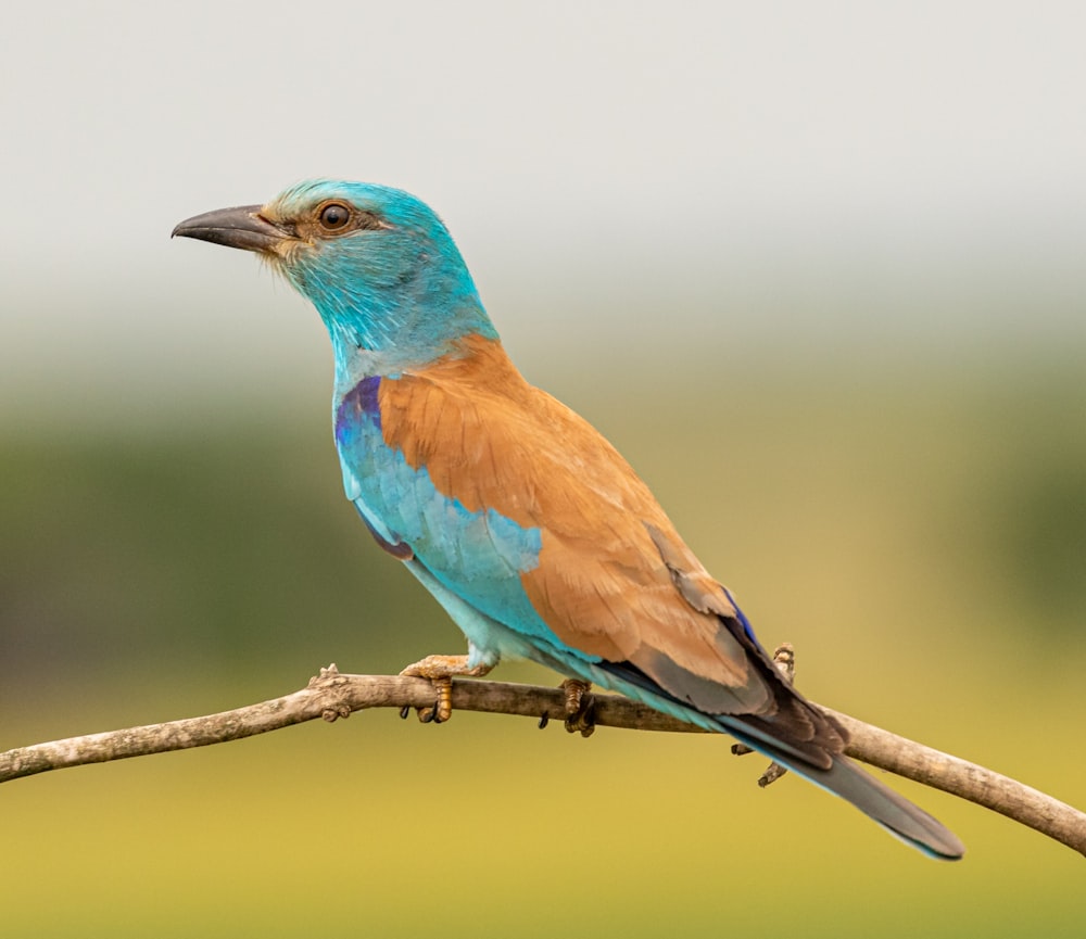 oiseau bleu et brun sur branche d’arbre brun