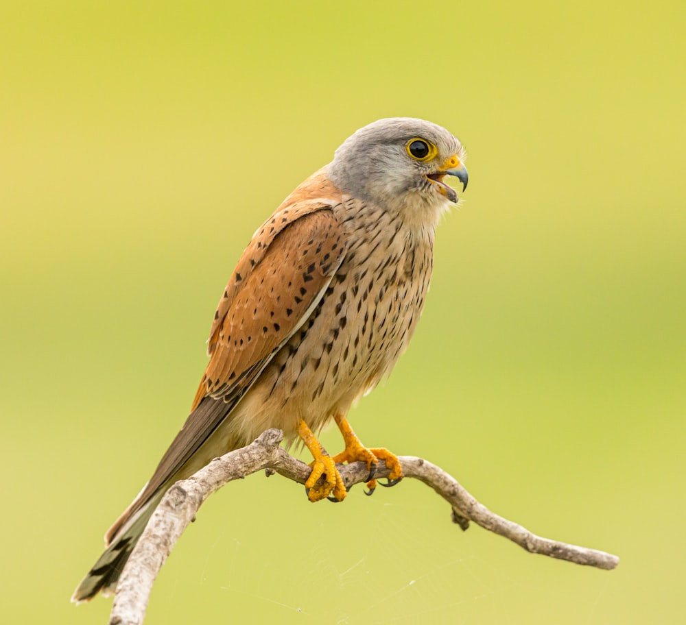 Brauner und weißer Vogel am braunen Ast