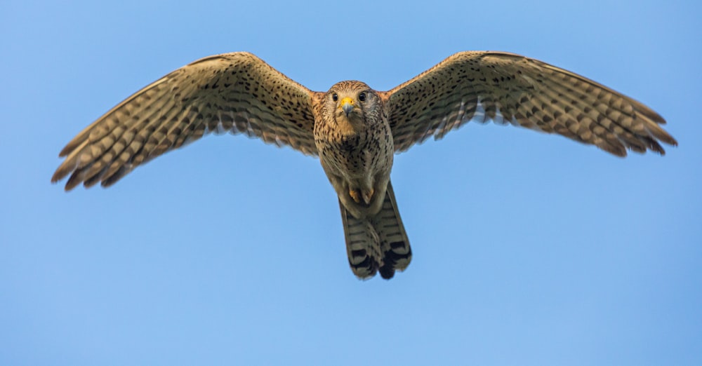 oiseau brun et noir volant pendant la journée