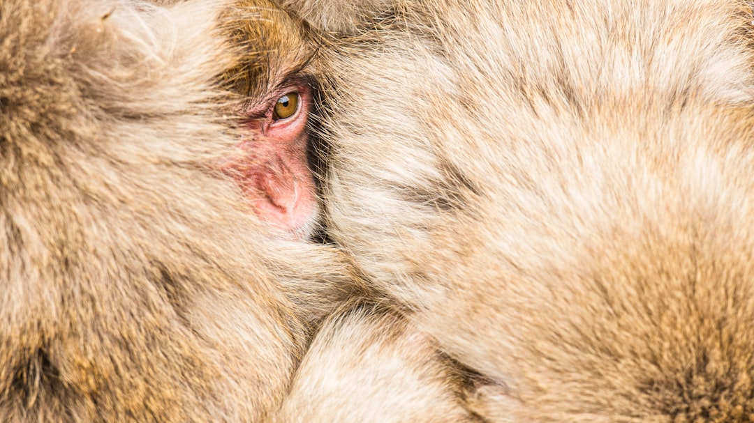 brown monkey on brown wooden table, Snow monkey family with beige fur