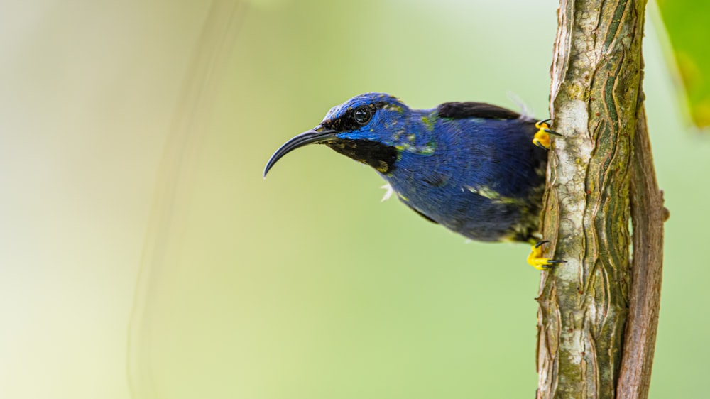 blue bird on brown tree branch