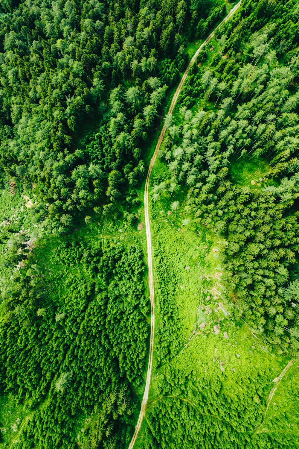 aerial view of green trees