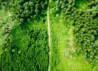 aerial view of green trees