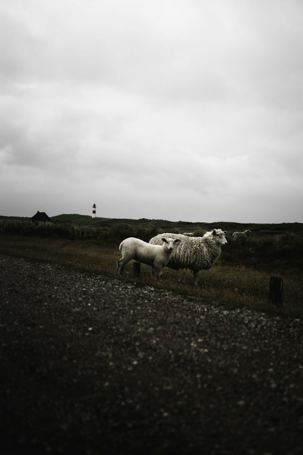 white sheep on green grass field under white clouds during daytime