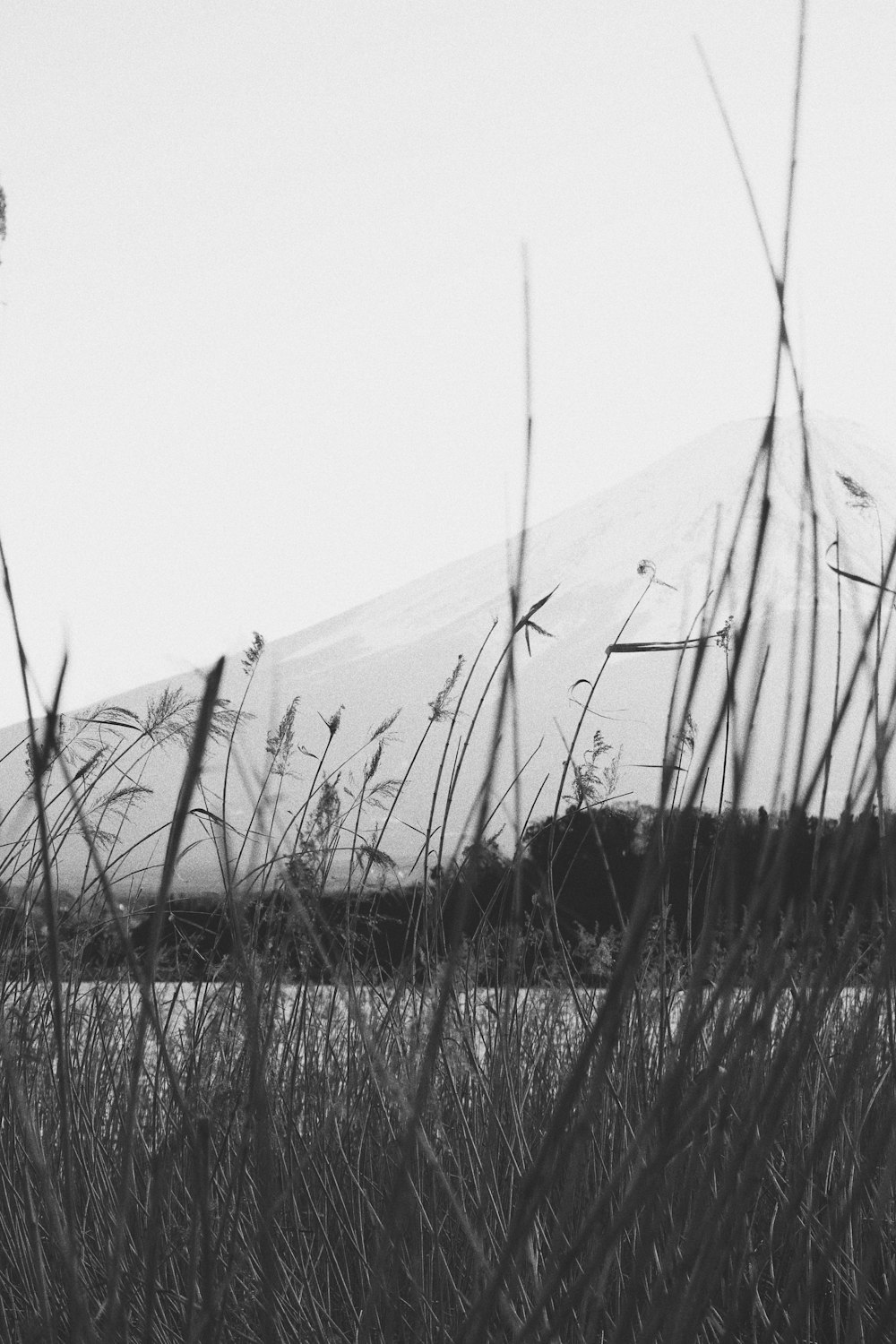 grayscale photo of grass field