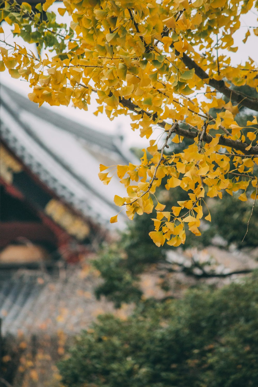 yellow and white flower in tilt shift lens