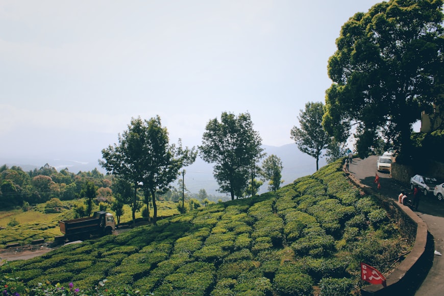 tea garden