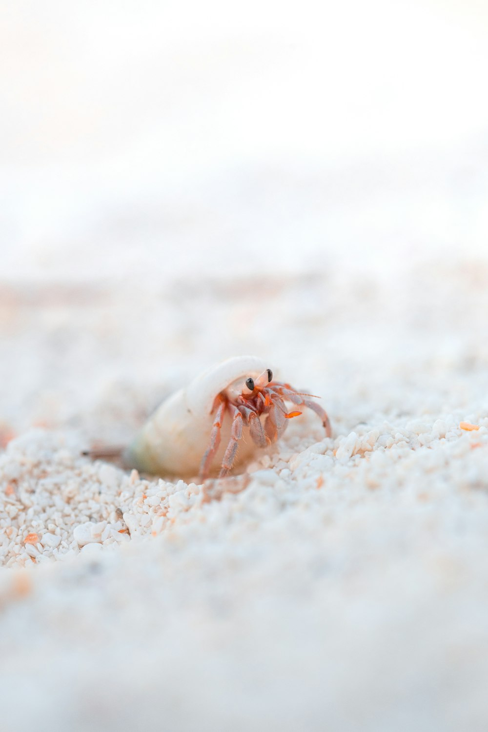brown crab on white sand during daytime