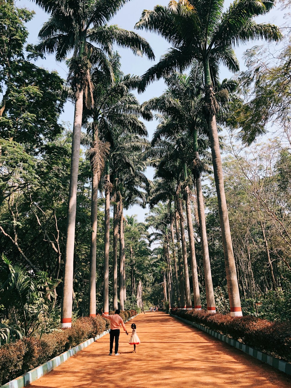 brown wooden pathway between green trees during daytime