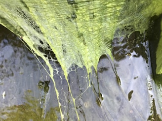 An intricate network of green algae spans the surface of the water, forming delicate, web-like structures. The water reflects light subtly, adding to the organic and natural appearance.