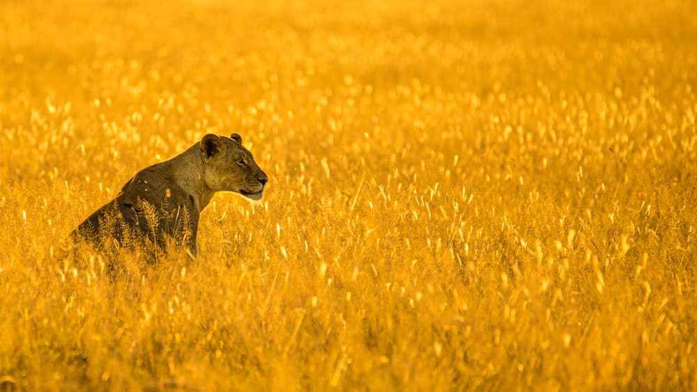 Lionne brune sur un champ d’herbe brune pendant la journée