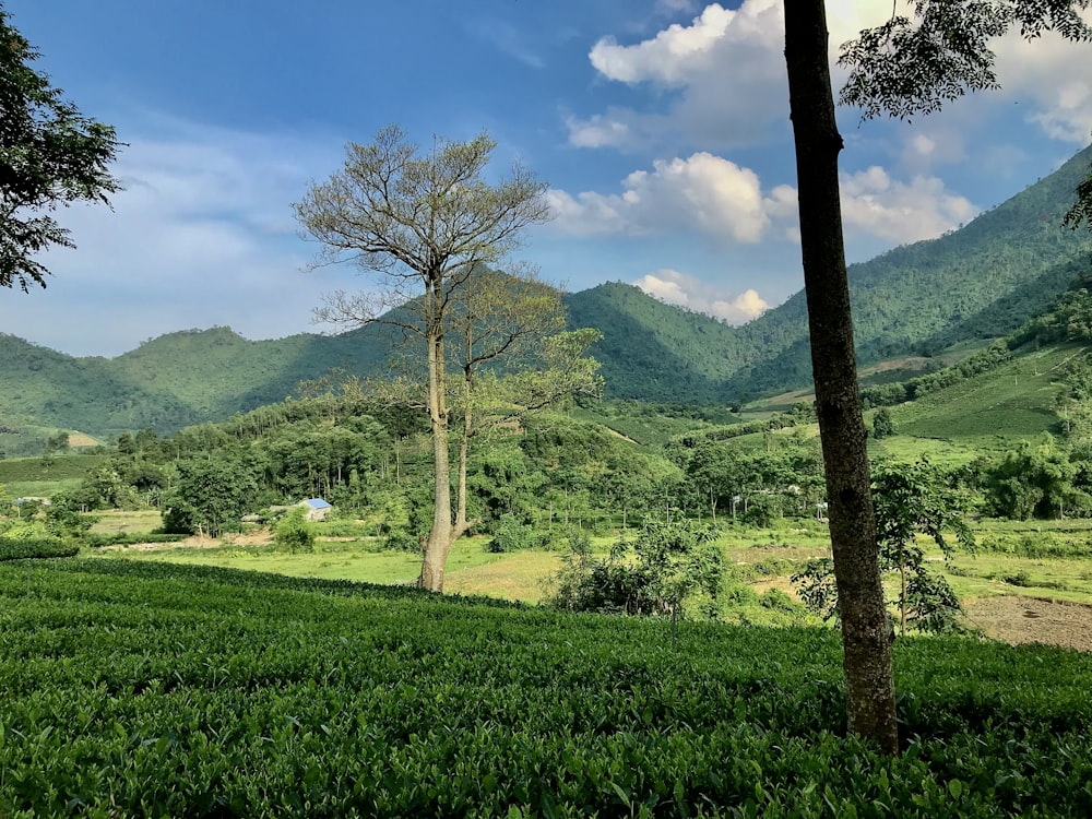 green grass field with trees and mountains in the distance