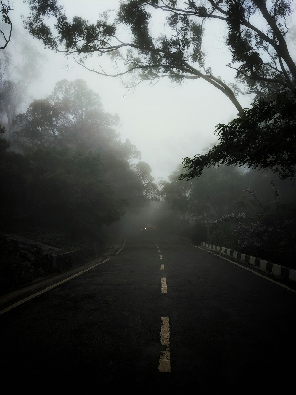 Carretera de asfalto negro entre árboles verdes cubiertos de niebla durante el día