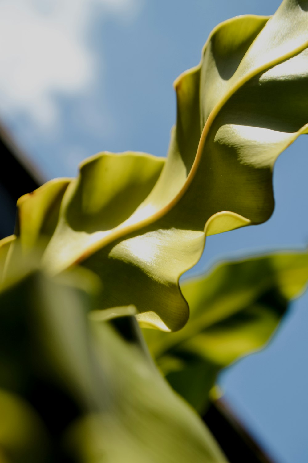 green and yellow flower bud