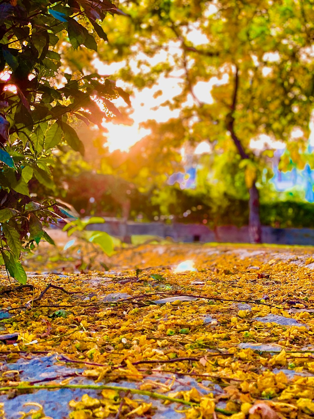 brown leaves on the ground