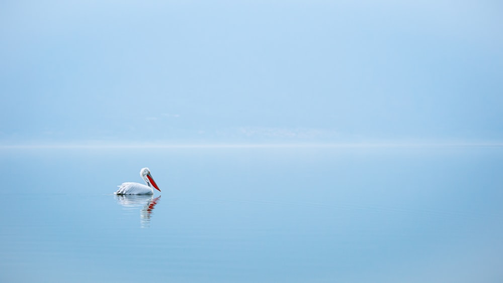昼間の青い海に浮かぶ白鳥