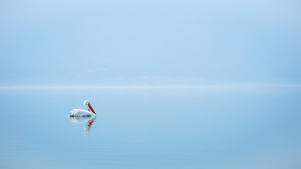 white swan on blue sea during daytime