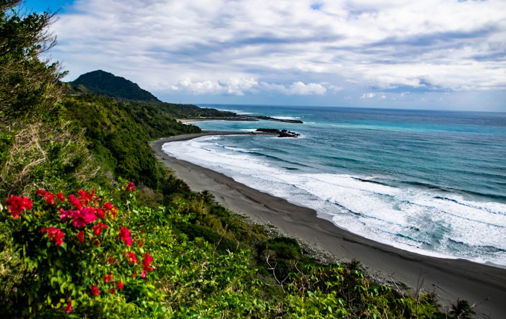 red flowers near body of water during daytime