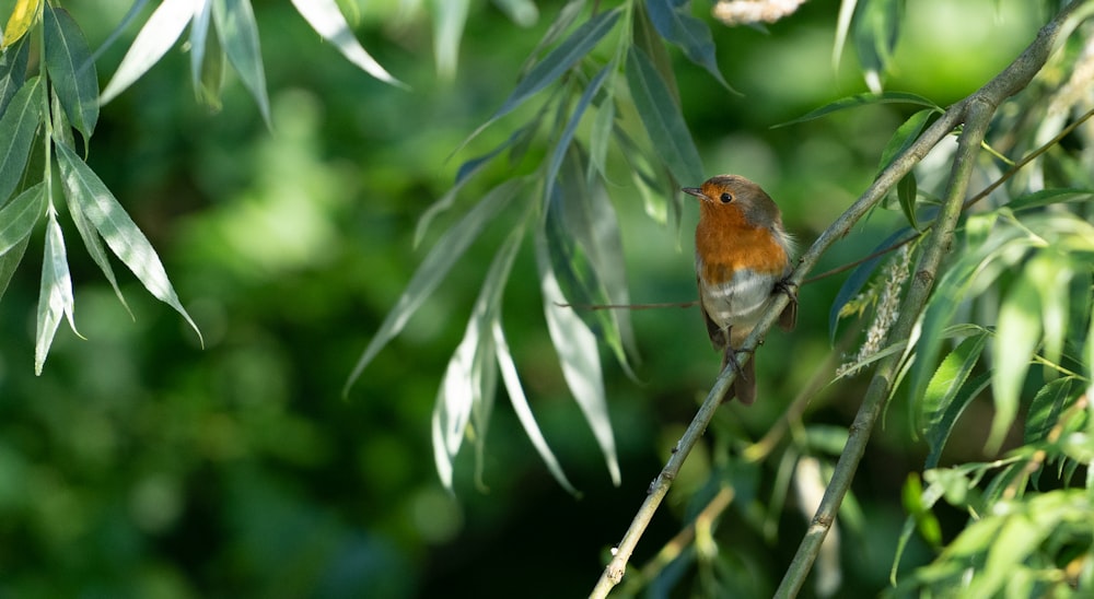 brown and white bird on green leaf tree during daytime