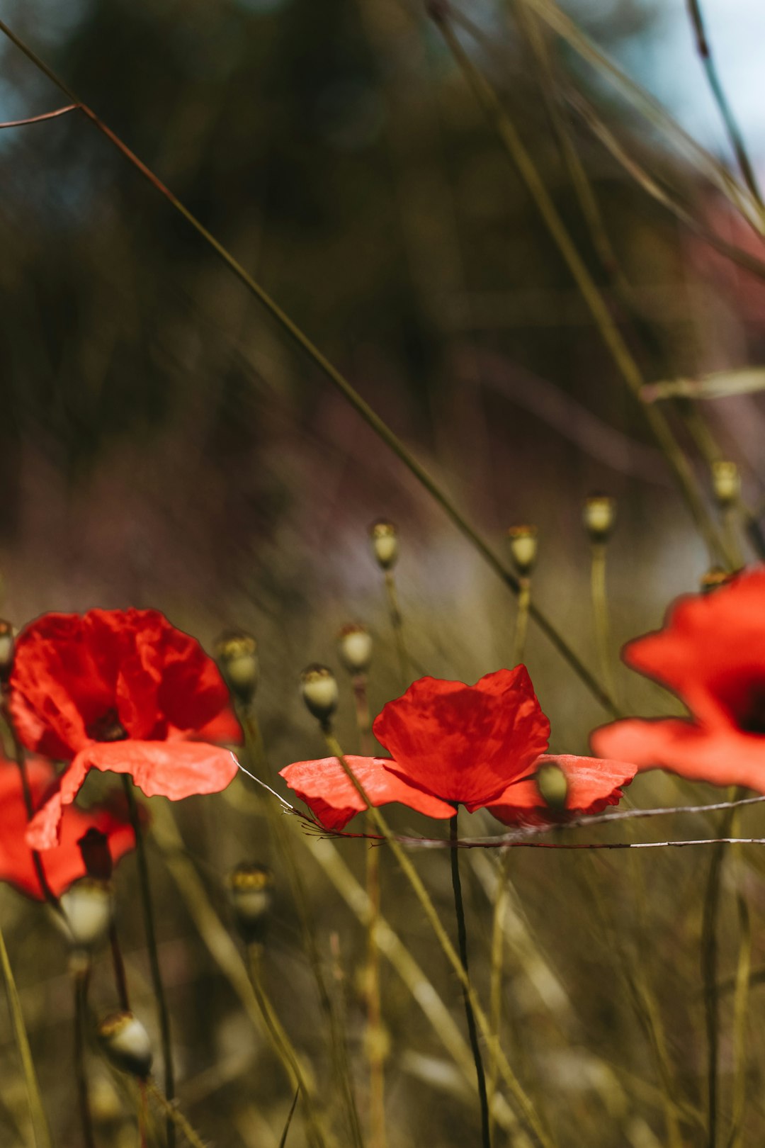 red flower in tilt shift lens