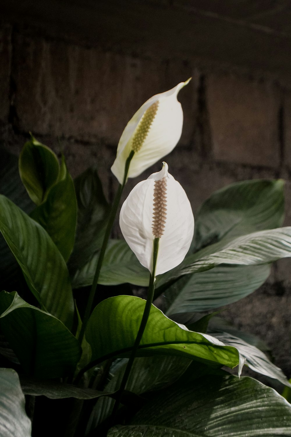 weiße Blüte mit grünen Blättern