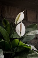ZZ Plant