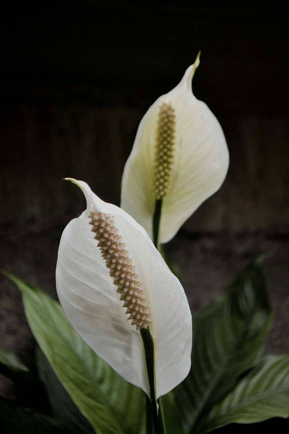 white and yellow flower in close up photography