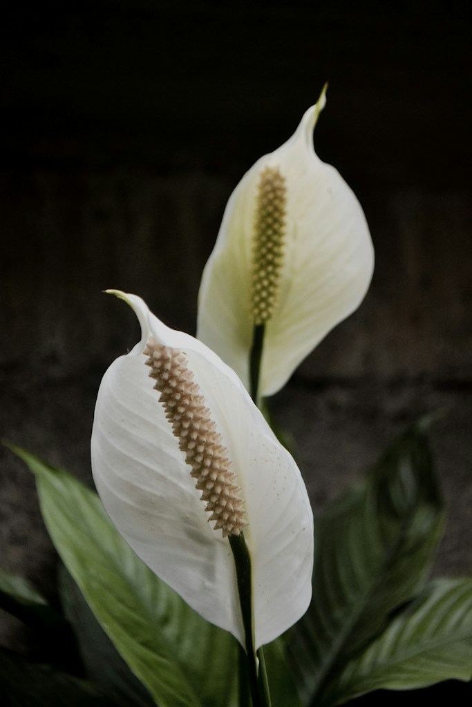 Peace Lily