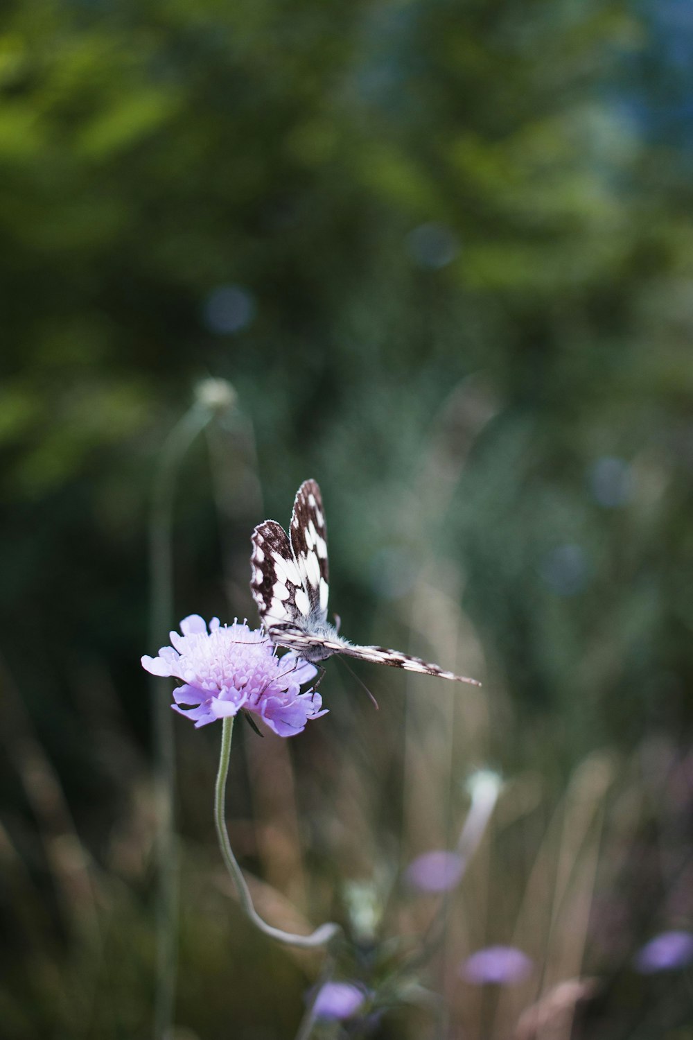 black and white butterfly perched on purple flower in close up photography during daytime