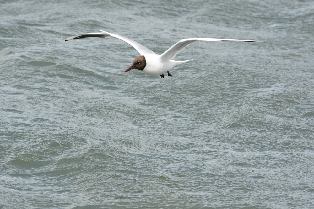 white and black bird flying over the sea during daytime