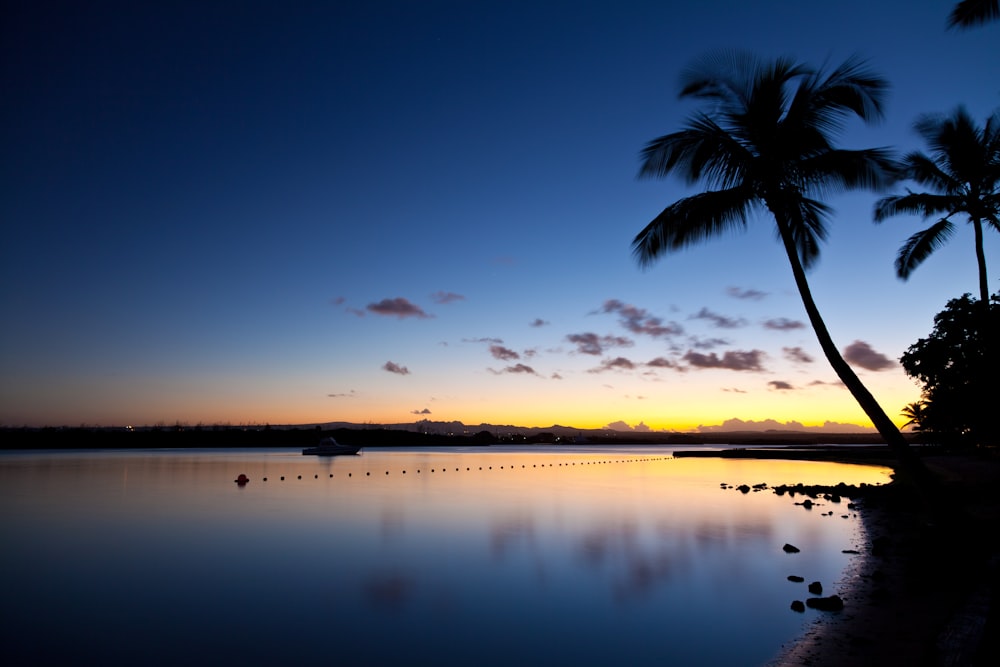 silhouette of palm tree near body of water during sunset