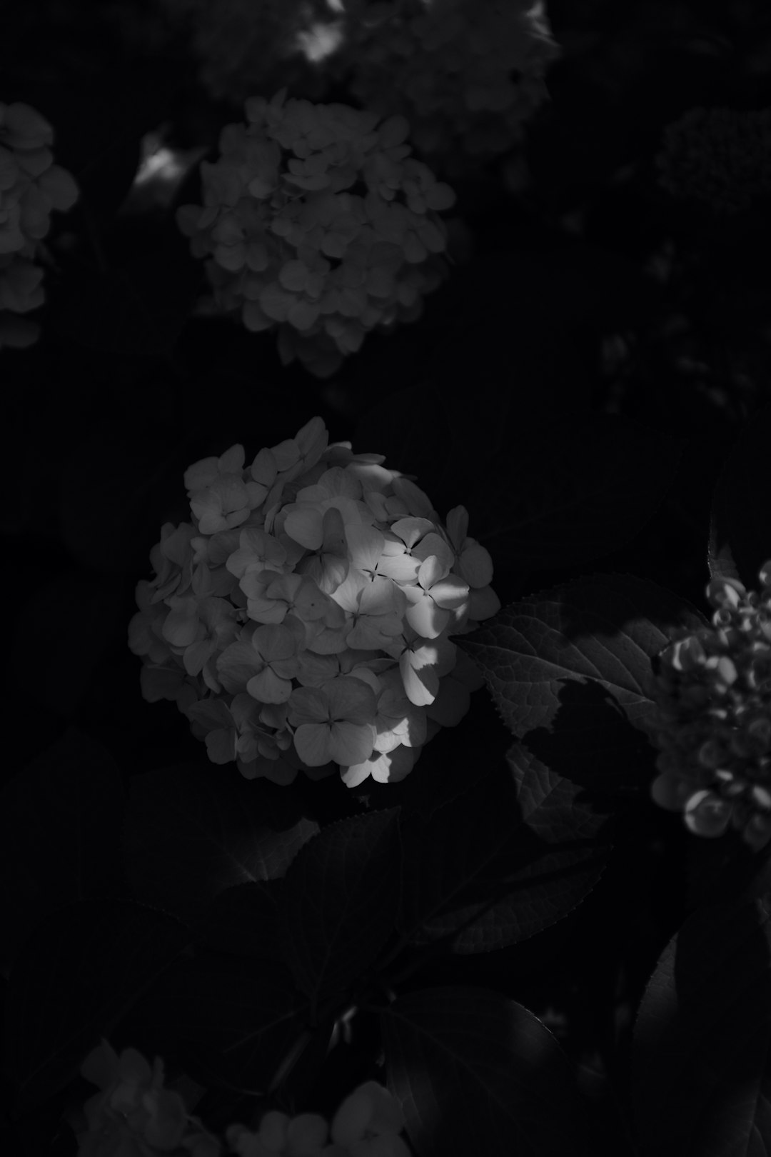 grayscale photo of white flowers